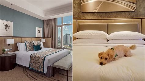 pet friendly hotels map|Pet Friendly Hotels in Metro Manila .